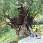 Treehouse in a backyard