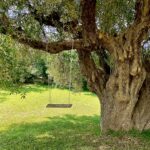Swing on olive tree.