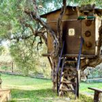 treehouse on a olivetree